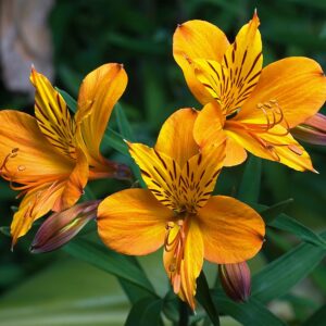 Alstroemeria