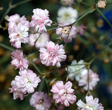 Baby Breath