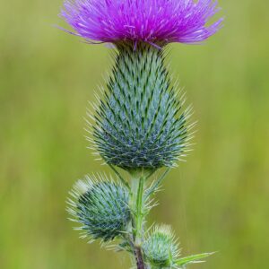 Blue Thistle