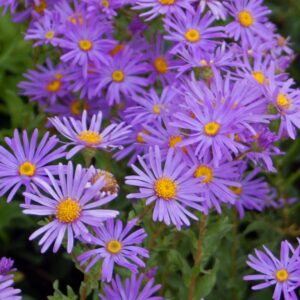 Aster